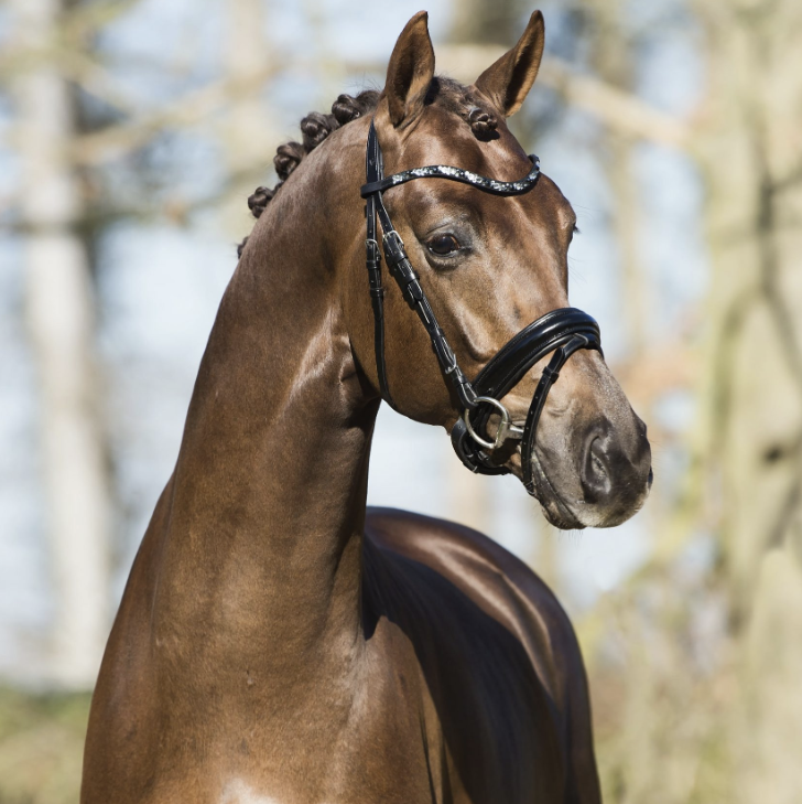 Dutch Dream Image