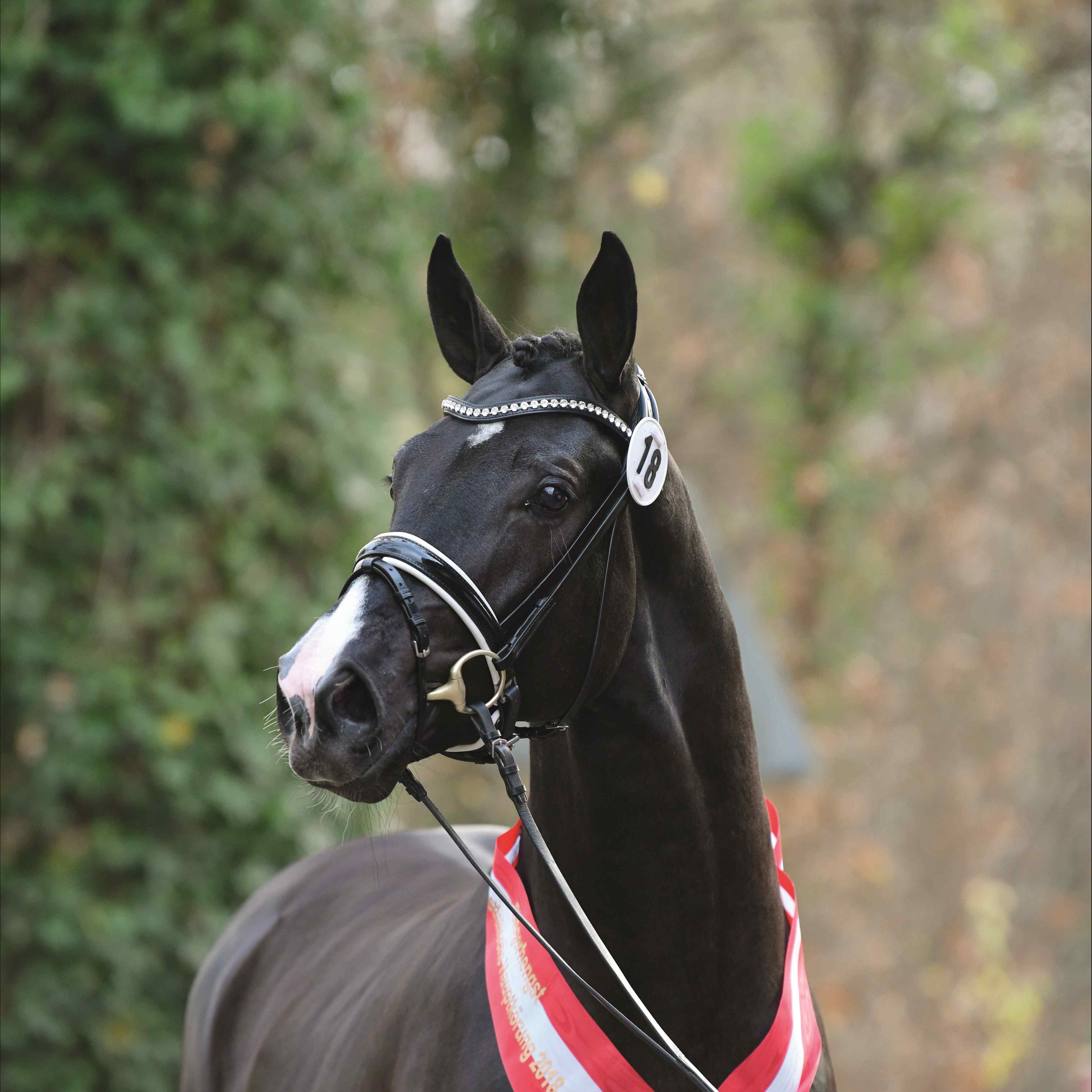 Danciero Image