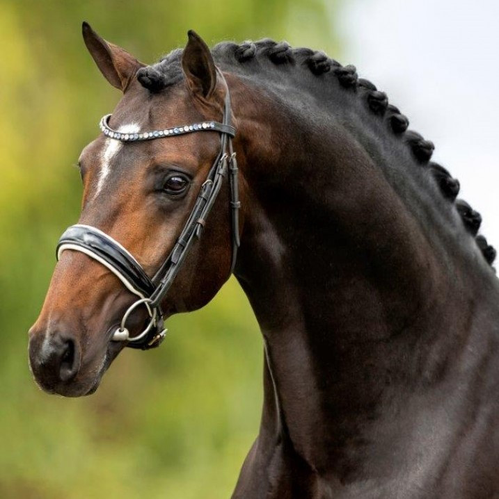 My Blue Hors Santiano Image